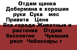 Отдам щенка Добермана в хорошие руки. Сука 5 мес. Привита › Цена ­ 5 000 - Все города Животные и растения » Отдам бесплатно   . Чувашия респ.,Чебоксары г.